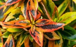 Kaleidoscope Dwarf Abelia - 2 Gallon Pot -Garden Care Abelia Kaleidoscope Winter Color 51