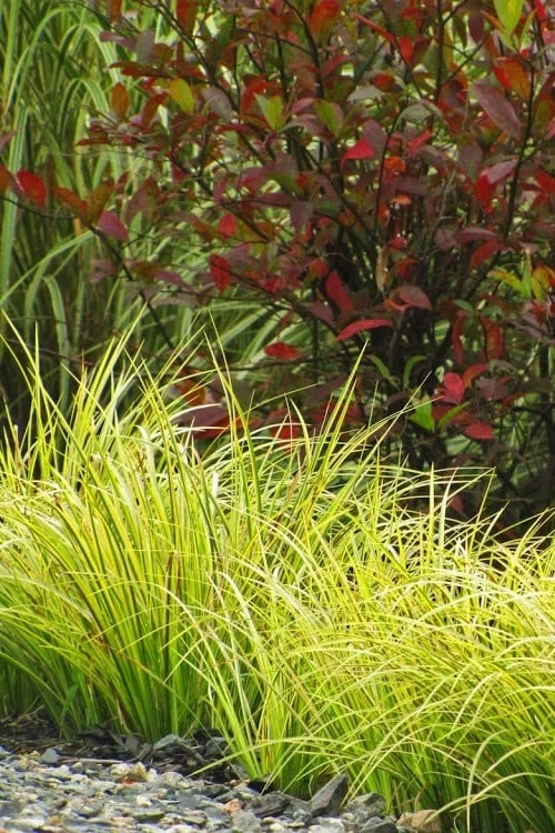 Golden Variegated Sweet Flag - Acorus Gramineus 'Oborozuki' - 18 Count Flats Of Pint Pots 1 Golden Variegated Sweet Flag - Acorus Gramineus 'Oborozuki' - 18 Count Flats Of Pint Pots