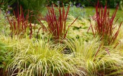 Golden Sweet Flag (Acorus Gramineus 'Ogon') - 6 Pack Of Pint Pots -Garden Care Acorus Ogon 103