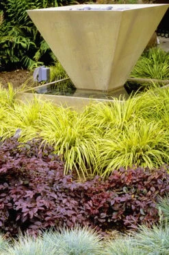 Golden Sweet Flag (Acorus Gramineus 'Ogon') - 6 Pack Of Pint Pots -Garden Care Acorus Ogon 104