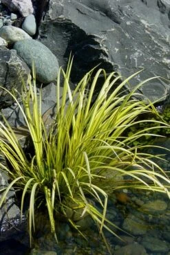 Golden Sweet Flag (Acorus Gramineus 'Ogon') - 6 Pack Of Pint Pots -Garden Care Acorus Ogon 105