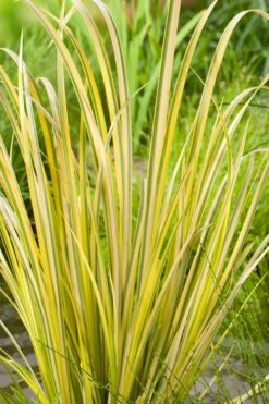 Golden Variegated Sweet Flag - Acorus Gramineus 'Oborozuki' - 18 Count Flats Of Pint Pots 6 Golden Variegated Sweet Flag - Acorus Gramineus 'Oborozuki' - 18 Count Flats Of Pint Pots -Garden Care Acorus Sweet Flag Variegated 500x750 1