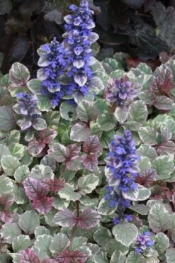 Burgundy Glow Ajuga - Bugleweed - 5-Pack Of 4" Pint Pots -Garden Care Ajuga Burgundy Glow 500x750 2
