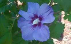 Blue Satin Rose Of Sharon - Hibiscus - Althea - 2 Gallon Pot -Garden Care Althea Blue Satin Hibiscus Rose Of Sharon 50
