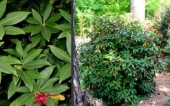 Florida Anise - Illicium Floridanum - 1 Gallon Pot -Garden Care Anise Florida