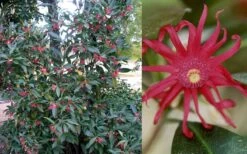 Florida Anise - Illicium Floridanum - 1 Gallon Pot -Garden Care Anise Florida 50