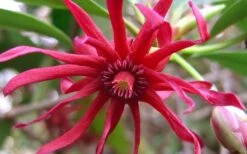 Florida Anise - Illicium Floridanum - 1 Gallon Pot -Garden Care Anise Florida Flower 50