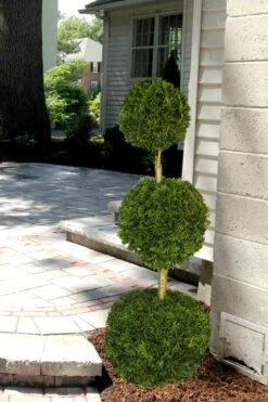 Emerald Green Arborvitae Poodle Tier Topiary (3 Ball) - 5 Gallon Pot -Garden Care Arborvitae Emerald Green 3 Ball Poodle Tier 2