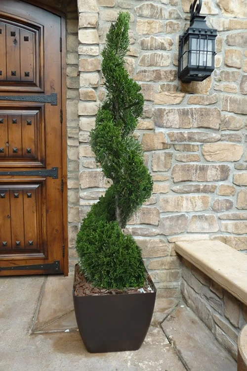 Emerald Green Arborvitae Spiral Topiary - 7 Gallon Pot 1 Emerald Green Arborvitae Spiral Topiary - 7 Gallon Pot