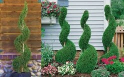 Emerald Green Arborvitae Spiral Topiary - 7 Gallon Pot 7 Emerald Green Arborvitae Spiral Topiary - 7 Gallon Pot -Garden Care Arborvitae Emerald Green Spiral 800x500 2