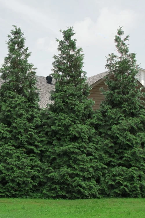 Green Giant Arborvitae (Thuja) - 5 Gallon Pot 6 Green Giant Arborvitae (Thuja) - 5 Gallon Pot - Image 6