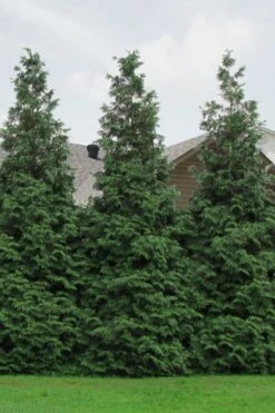 Green Giant Arborvitae - 1 Gallon Pot -Garden Care Arborvitae Green Giant 500x750 3