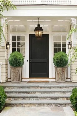 Tom Thumb Dwarf Globe Arborvitae - 1 Gallon Pot -Garden Care Arborvitae Tom Thumb 10