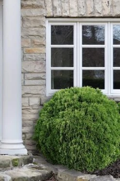 Planet Earth Arborvitae - 3 Gallon Pot -Garden Care Arborvitae Woodwardii Globe 12