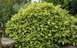Gold Dust Aucuba - Japanese Laurel - 3 Gallon Pot 9 Gold Dust Aucuba - Japanese Laurel - 3 Gallon Pot -Garden Care Aucuba Gold Dust 14