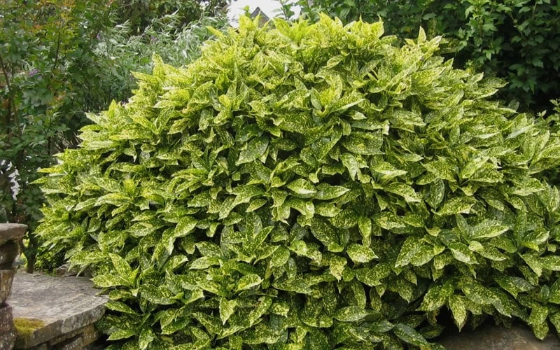 Gold Dust Aucuba - Japanese Laurel - 3 Gallon Pot 4 Gold Dust Aucuba - Japanese Laurel - 3 Gallon Pot - Image 4
