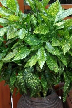 Gold Dust Aucuba - Japanese Laurel - 3 Gallon Pot 10 Gold Dust Aucuba - Japanese Laurel - 3 Gallon Pot -Garden Care Aucuba Gold Dust 17