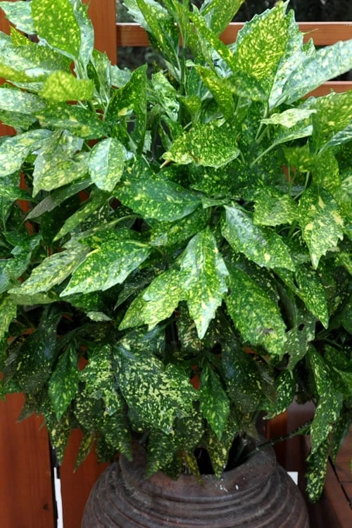 Gold Dust Aucuba - Japanese Laurel - 3 Gallon Pot 5 Gold Dust Aucuba - Japanese Laurel - 3 Gallon Pot - Image 5