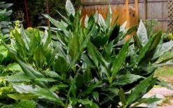 Sawtoothed Aucuba Serratifolia - 3 Gallon Pot -Garden Care Aucuba Sawtoothed 3