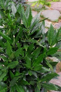 Sawtoothed Aucuba Serratifolia - 1 Gallon Pot -Garden Care Aucuba Serratifolia Sawtooth 500x750 2