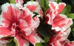 Mardi Gras Southern Indica Azalea - 1 Gallon Pot -Garden Care Azalea Mardi Gras 2