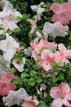 Sir Robert Dwarf Azalea - 1 Gallon Pot -Garden Care Azalea Sir Robert 12