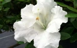 Gumpo White Dwarf Azalea - 2 Gallon Pot 7 Gumpo White Dwarf Azalea - 2 Gallon Pot -Garden Care Azalea White Gumpo