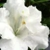 Gumpo White Dwarf Azalea - 2 Gallon Pot