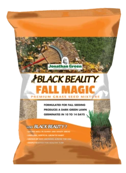 Black Beauty Fall Magic Grass Seed