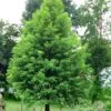 Bald Cypress Tree (Taxodium Distichum) - 1 Gallon Pot
