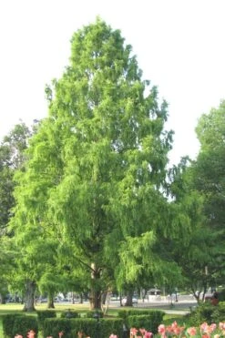 Bald Cypress Tree (Taxodium Distichum) - 1 Gallon Pot -Garden Care Bald Cypress 3