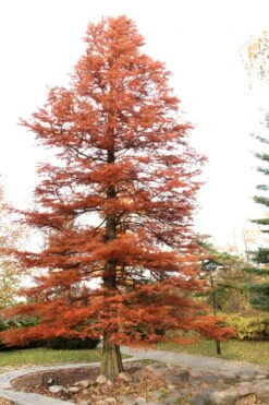Bald Cypress Tree (Taxodium Distichum) - 1 Gallon Pot -Garden Care Bald Cypress 4
