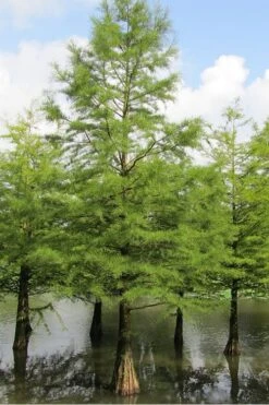 Bald Cypress Tree (Taxodium Distichum) - 1 Gallon Pot -Garden Care Bald Cypress 5