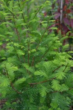 Bald Cypress Tree (Taxodium Distichum) - 1 Gallon Pot -Garden Care Bald Cypress 8