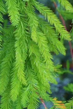Bald Cypress Tree (Taxodium Distichum) - 1 Gallon Pot -Garden Care Bald Cypress 9