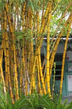 Alphonse Karr Golden Bamboo (Bambusa Multiplex) - 2 Gallon Pot