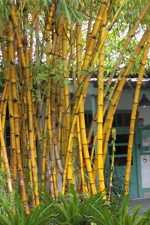 Alphonse Karr Golden Bamboo (Bambusa Multiplex) - 2 Gallon Pot 1 Alphonse Karr Golden Bamboo (Bambusa Multiplex) - 2 Gallon Pot