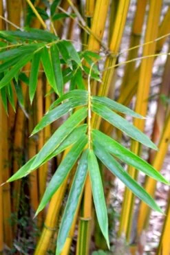 Alphonse Karr Golden Bamboo (Bambusa Multiplex) - 2 Gallon Pot 14 Alphonse Karr Golden Bamboo (Bambusa Multiplex) - 2 Gallon Pot -Garden Care Bamboo Alphonse Karr 5