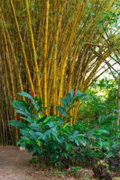 Alphonse Karr Golden Bamboo (Bambusa Multiplex) - 2 Gallon Pot 17 Alphonse Karr Golden Bamboo (Bambusa Multiplex) - 2 Gallon Pot -Garden Care Bamboo Alphonse Karr 6