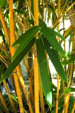 Alphonse Karr Golden Bamboo (Bambusa Multiplex) - 2 Gallon Pot 12 Alphonse Karr Golden Bamboo (Bambusa Multiplex) - 2 Gallon Pot -Garden Care Bamboo Alphonse Karr 7