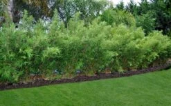 Alphonse Karr Golden Bamboo (Bambusa Multiplex) - 2 Gallon Pot 13 Alphonse Karr Golden Bamboo (Bambusa Multiplex) - 2 Gallon Pot -Garden Care Bamboo Alphonse Karr 8