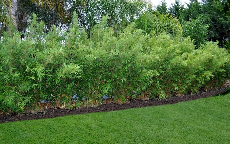 Alphonse Karr Golden Bamboo (Bambusa Multiplex) - 2 Gallon Pot 5 Alphonse Karr Golden Bamboo (Bambusa Multiplex) - 2 Gallon Pot - Image 5