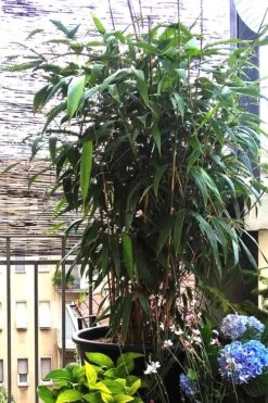 Arrow Bamboo (Pseudosasa Japonica) - 3 Gallon Pot (2-4') -Garden Care Bamboo Arrow 3