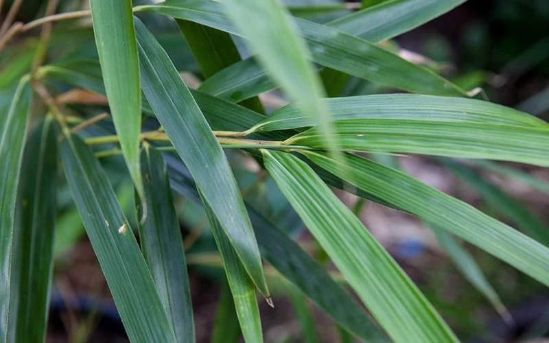 Arrow Bamboo (Pseudosasa Japonica) - 3 Gallon Pot (4-6'+) 5 Arrow Bamboo (Pseudosasa Japonica) - 3 Gallon Pot (4-6'+) - Image 5