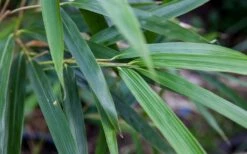 Arrow Bamboo (Pseudosasa Japonica) - 3 Gallon Pot (2-4') -Garden Care Bamboo Arrow 4