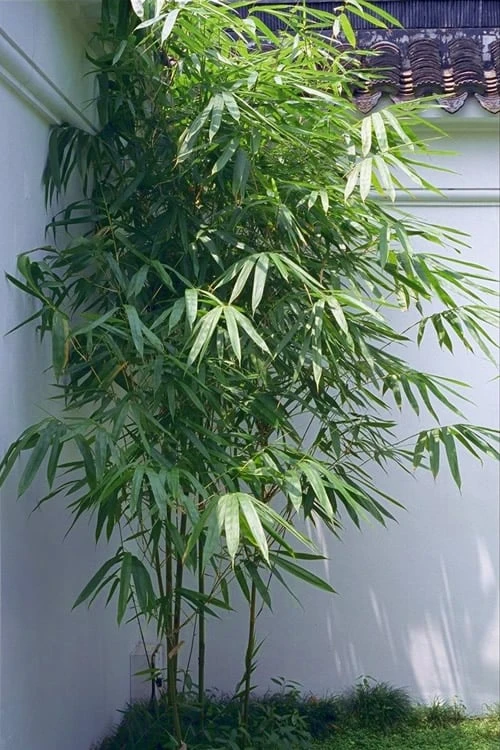 Arrow Bamboo (Pseudosasa Japonica) - 3 Gallon Pot (4-6'+) 1 Arrow Bamboo (Pseudosasa Japonica) - 3 Gallon Pot (4-6'+)