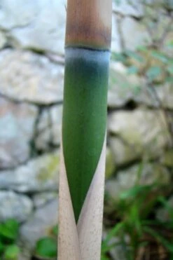 Arrow Bamboo (Pseudosasa Japonica) - 3 Gallon Pot (2-4') -Garden Care Bamboo Arrow 6