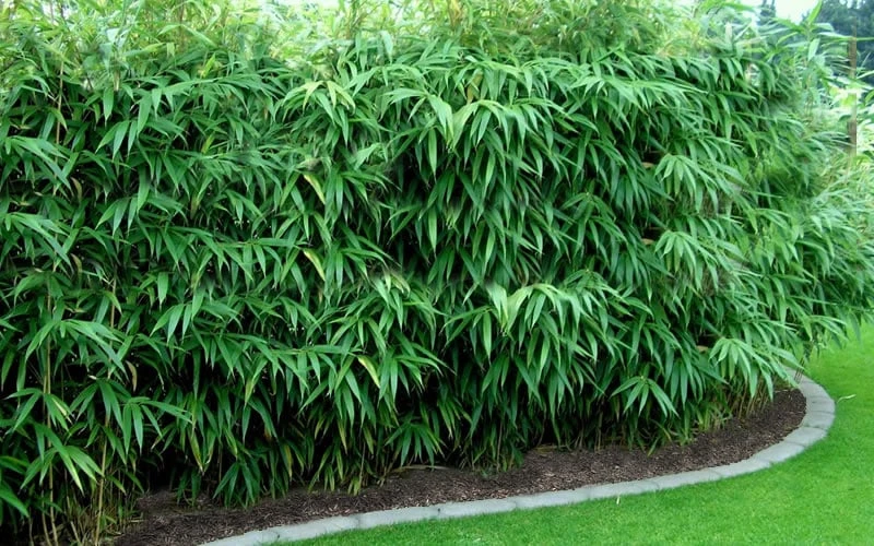 Arrow Bamboo (Pseudosasa Japonica) - 3 Gallon Pot (4-6'+) 4 Arrow Bamboo (Pseudosasa Japonica) - 3 Gallon Pot (4-6'+) - Image 4