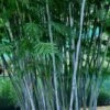 Baby Blue Bamboo - Bambusa Chungii 'Barbelatta' - 2 Gallon Pot
