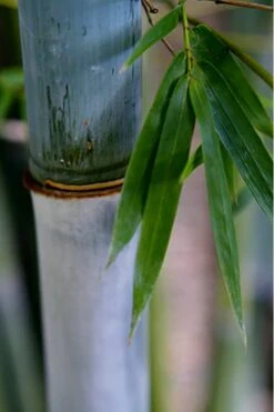 Baby Blue Bamboo - Bambusa Chungii 'Barbelatta' - 2 Gallon Pot -Garden Care Bamboo Barbelatta 14